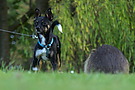 Im Kurpark (Hund und Nutria)