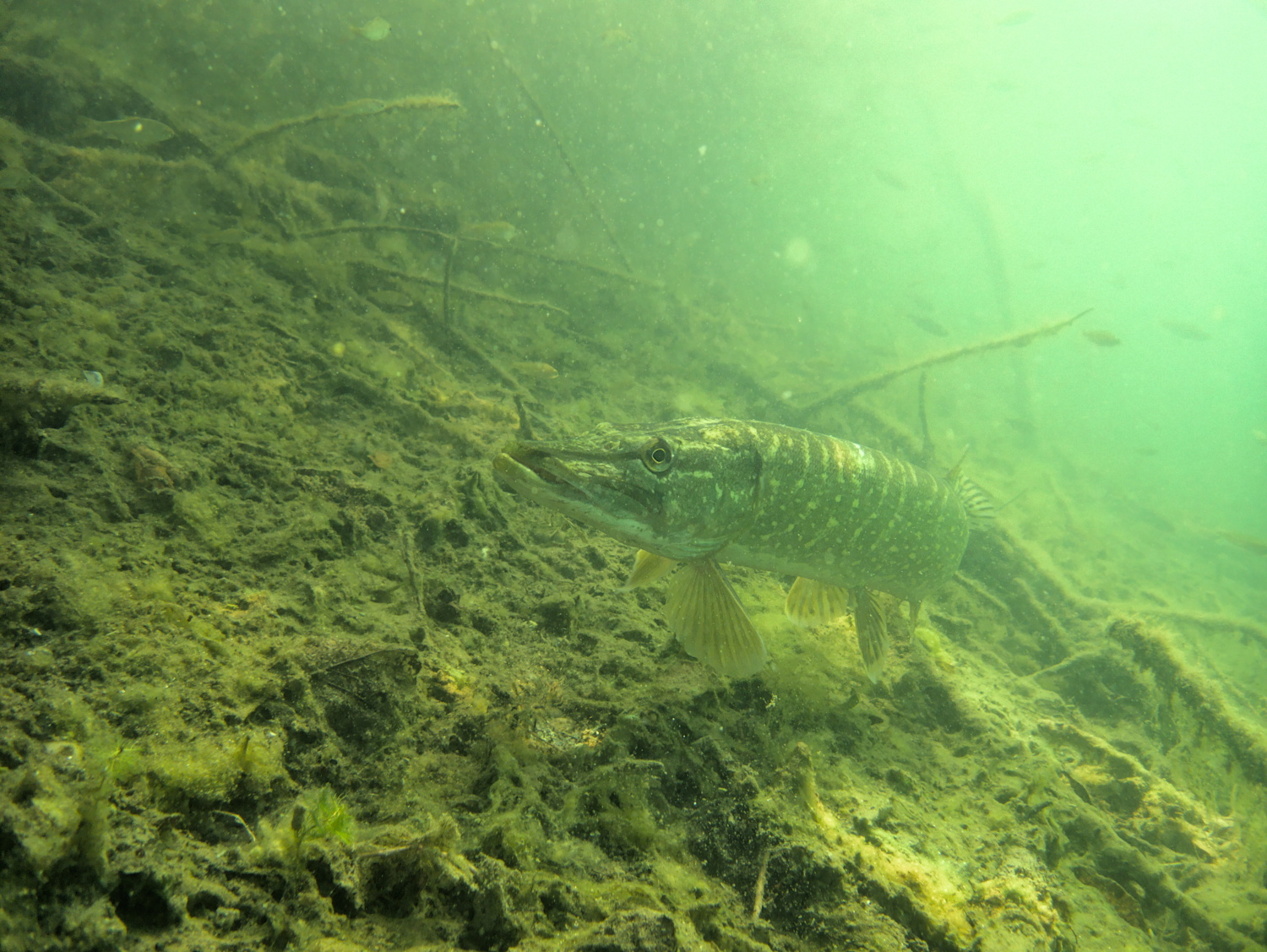 Dem Jäger wird unwohl (Hecht)