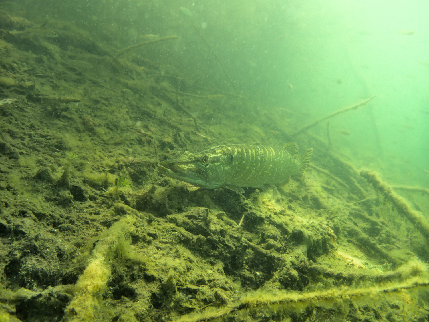 Auf der Lauer (Hecht)