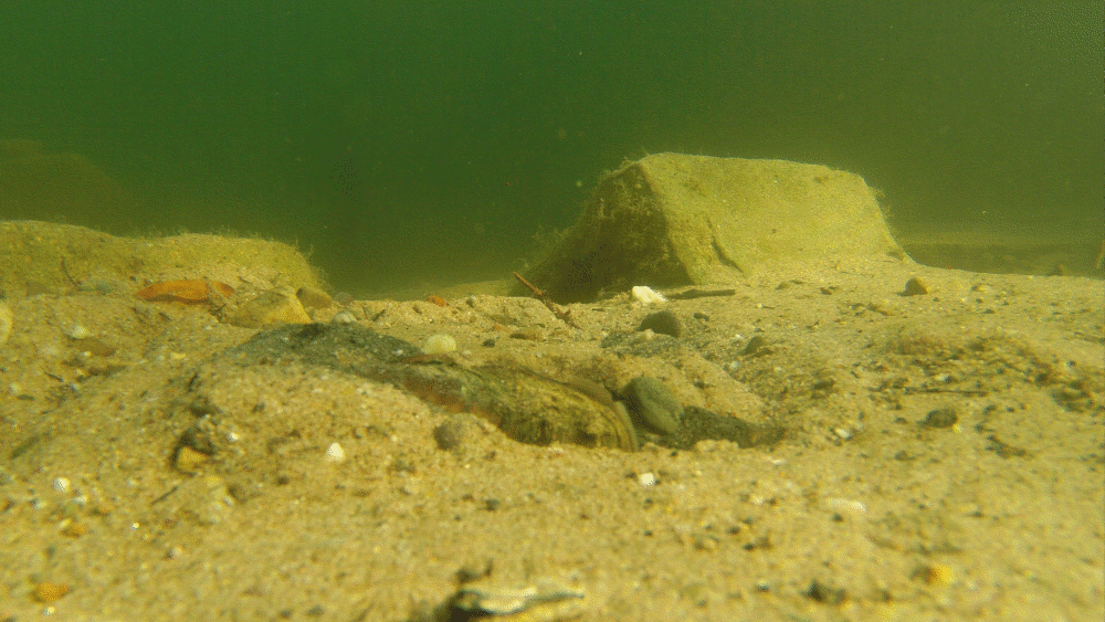 Teichmuschel in Bewegung