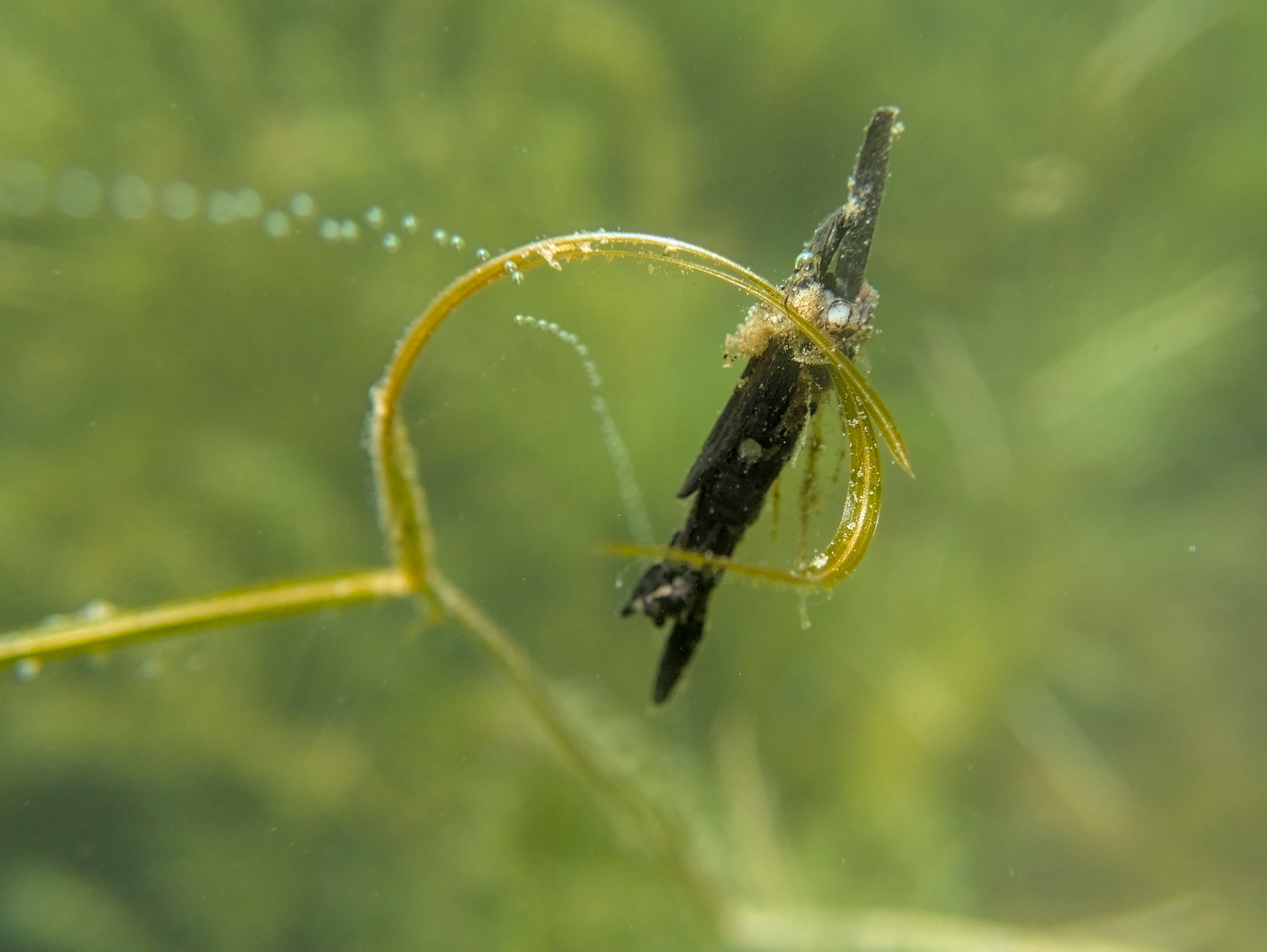 Kletterübung (Köcherfliegenlarve)