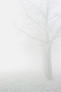 Baum im Nebel