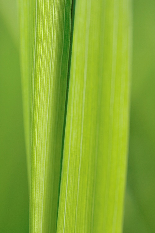 Gras #4
