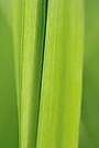 Gras #4