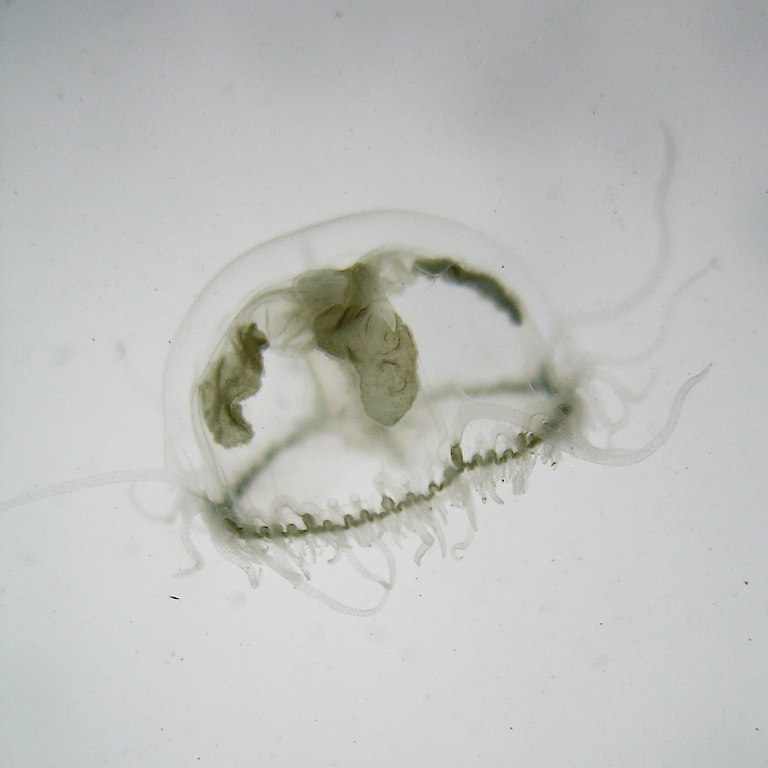 Süßwasserqualle 1/2007