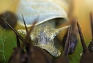 Schnecke und Kaulquappen