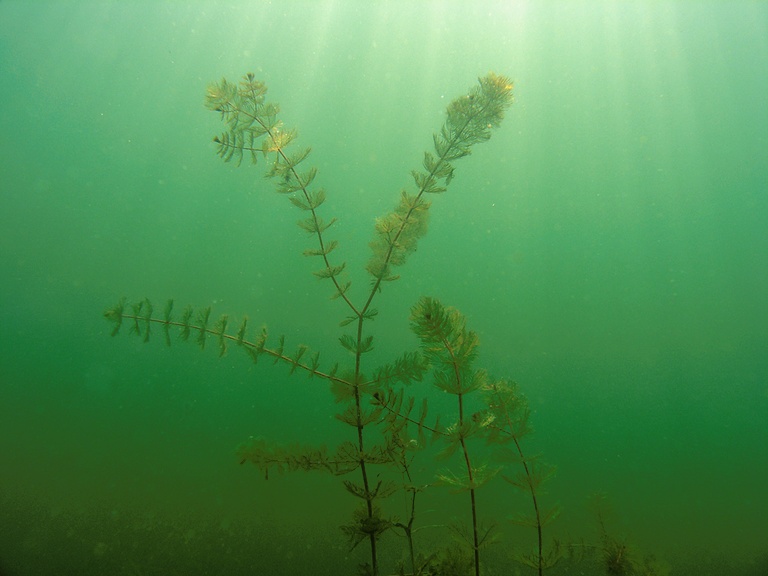 Ähriges Tausendblatt