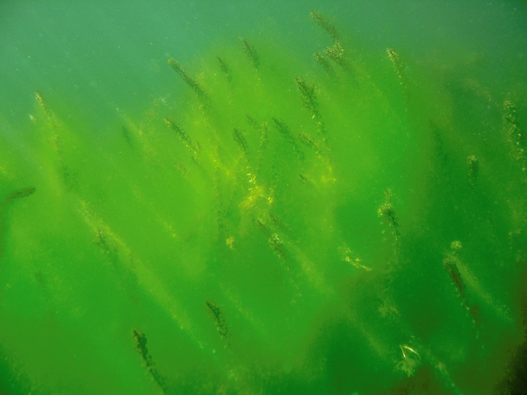 Unterwasserimpression