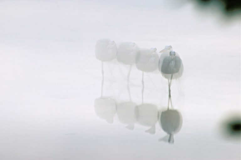 Graureiher in 10 Sekunden