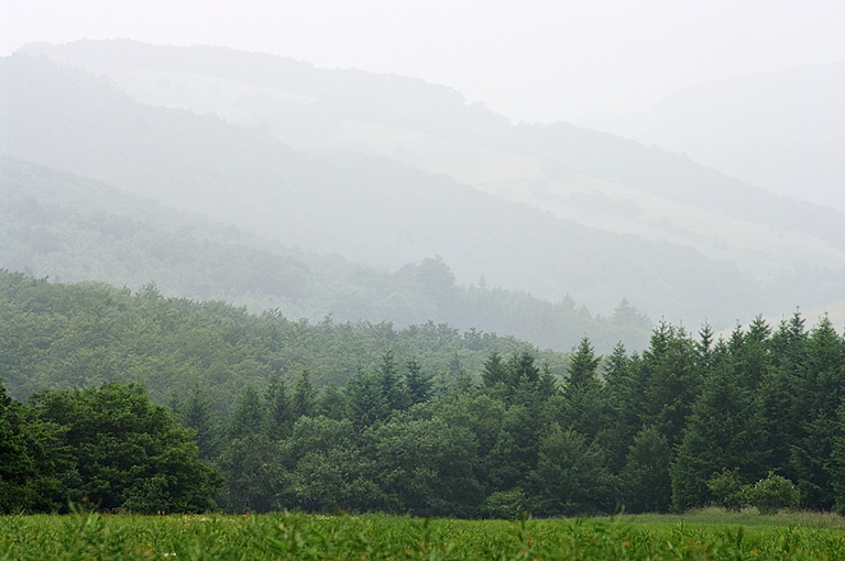 Hügellandschaft im Hunsrück