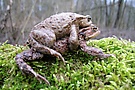 Krötenpaarung