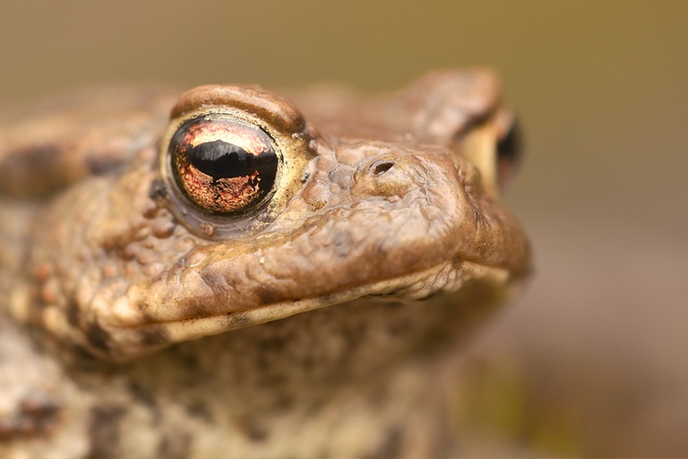 Erdkröte