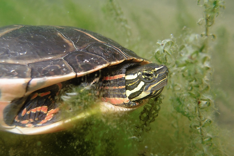 Südliche Zierschildkröte