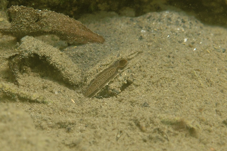 Teichmuschel gut getarnt