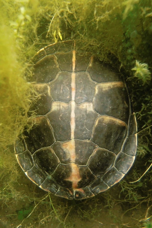 Südliche Zierschildkröte (Vogel Strauß Edition)