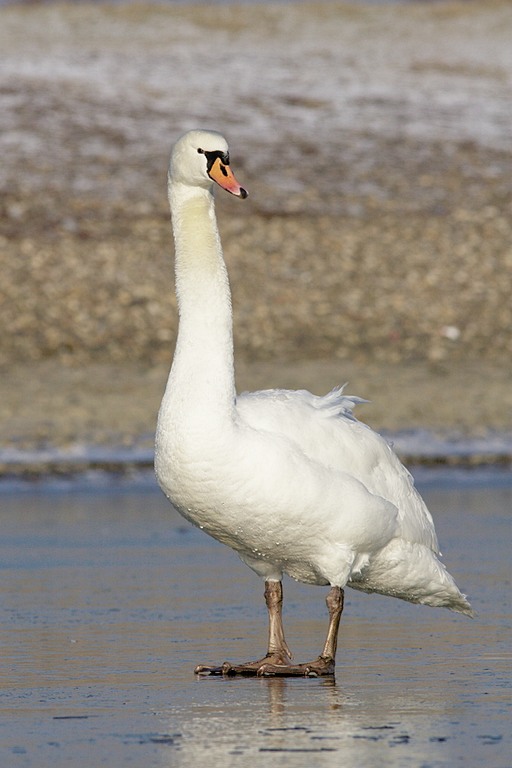 Schwan auf Eis