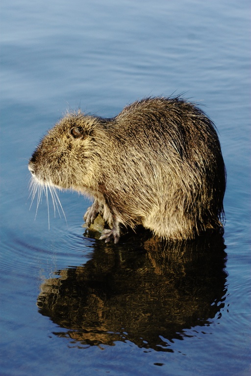 Nutria