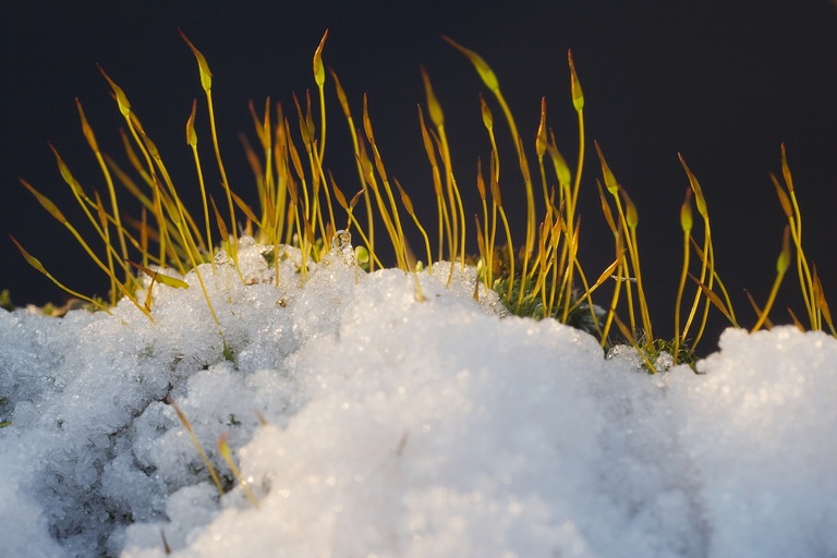 Sporenkapseln im Schnee