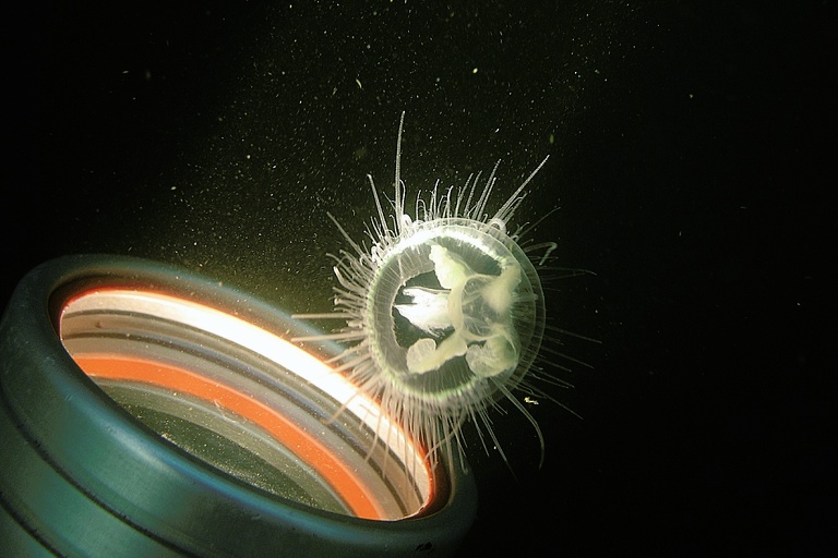Süßwasserqualle mit Lampe