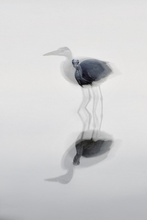 Graureiher in 8 Sekunden