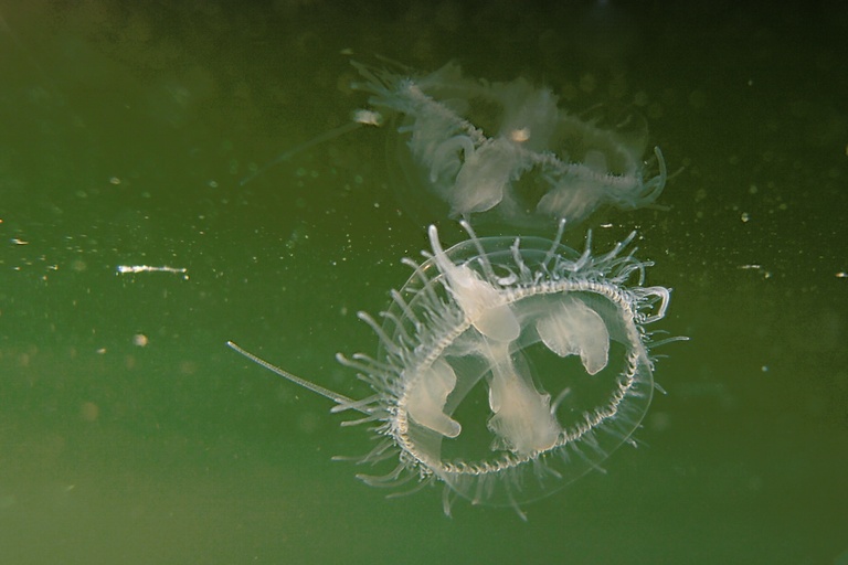 Süßwasserqualle gespiegelt