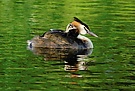 Haubentaucher mit Jungtier