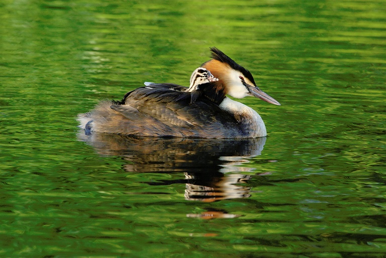 Haubentaucher mit Jungtier