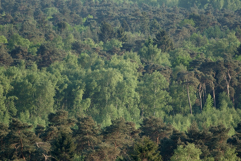 Wald von oben
