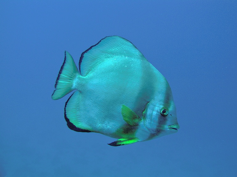 Spitzkopf-Fledermausfisch