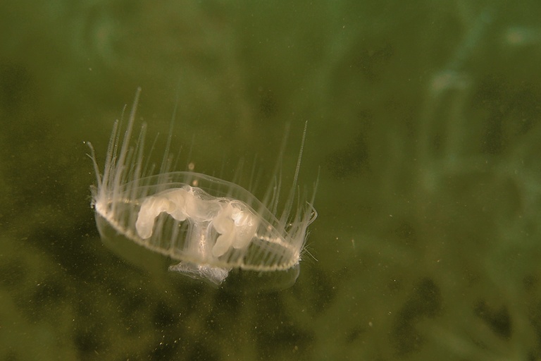 Süßwasserqualle vor Pflanzen