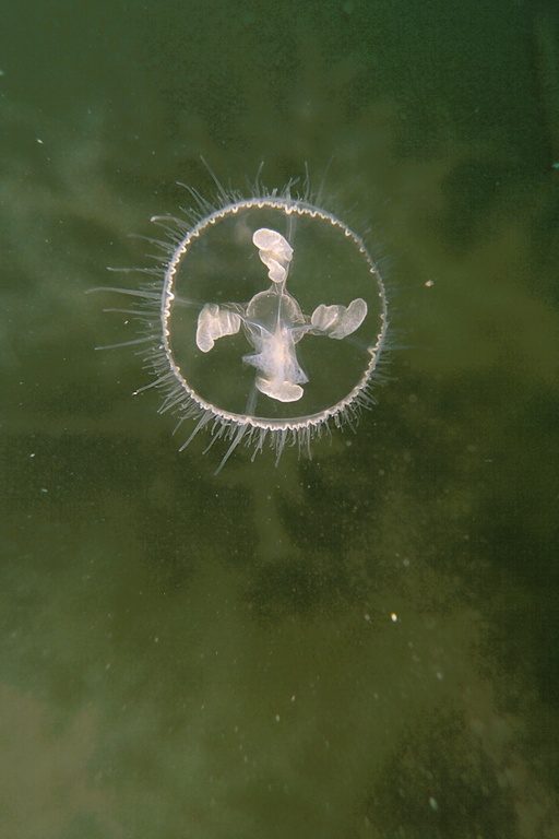 Süßwasserqualle vor Pflanzen