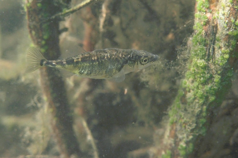 Dreistachliger Stichling