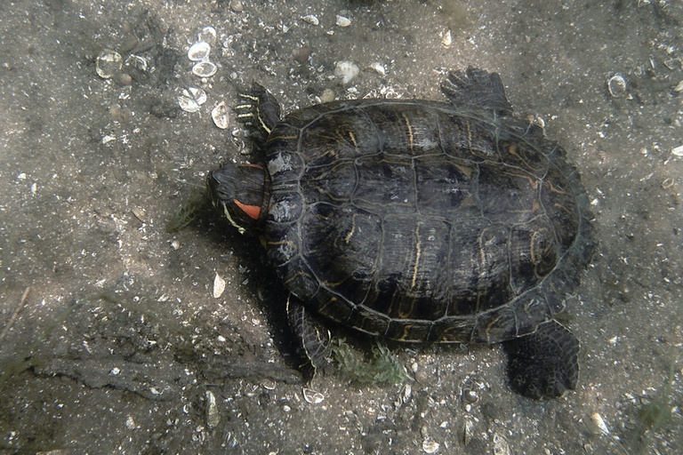Rotwangen-Schmuckschildkröte