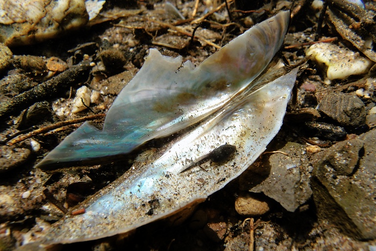 Kaulquappe in Muschelrest