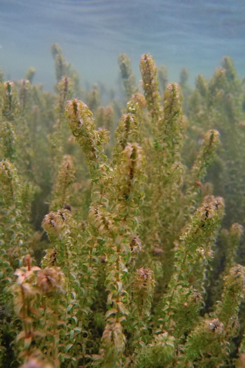 Unterwasserlandschaft