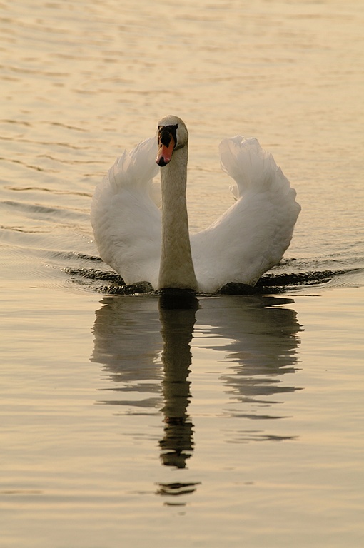 Schwan am Abend