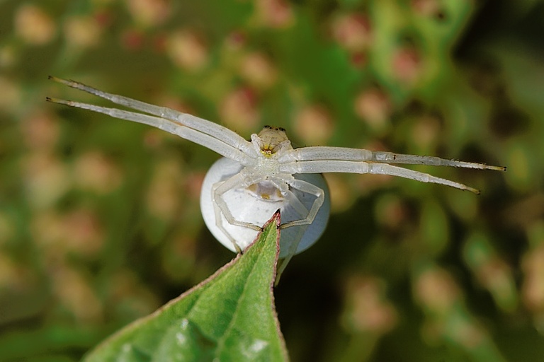 Veränderliche Krabbenspinne