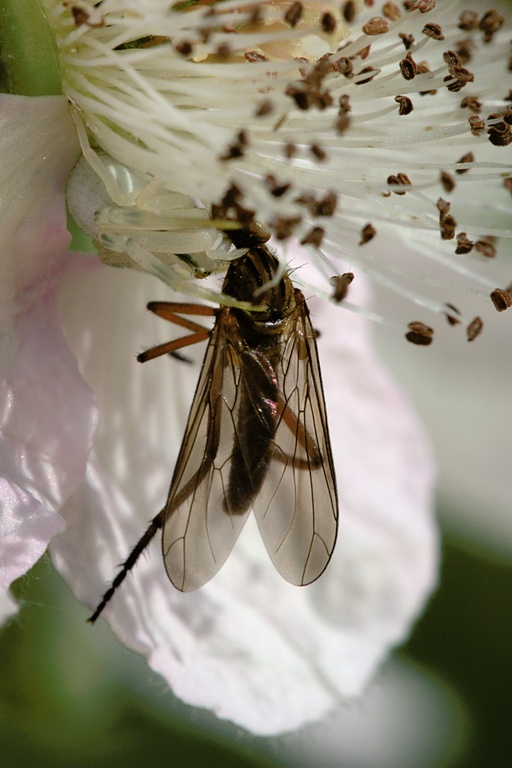Veränderliche Krabbenspinne mit Beute
