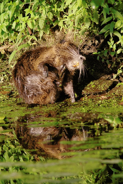 Nutria