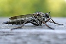 Gemeine Raubfliege