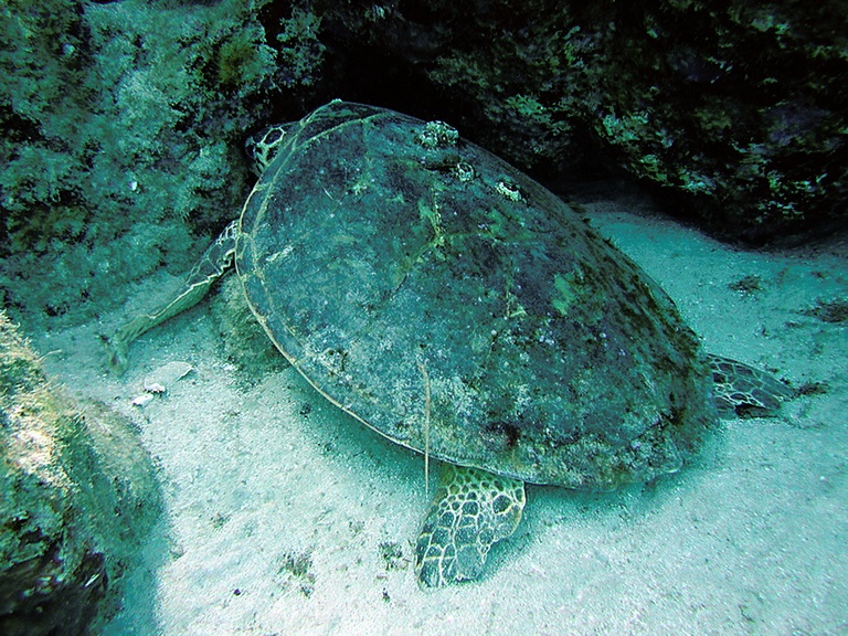 So schlafen Schildkröten!