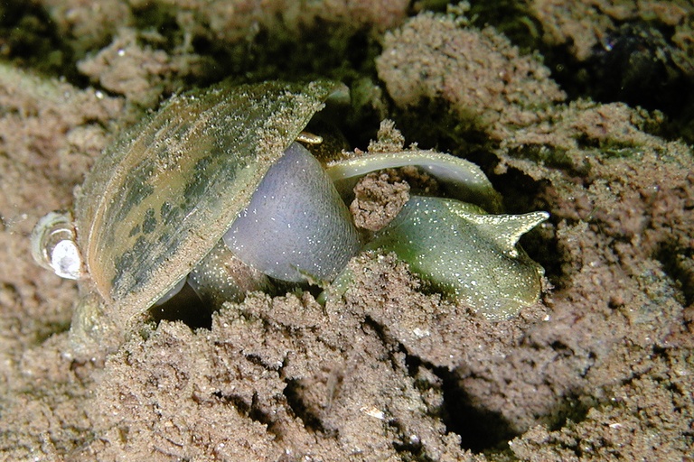 Schnecken, durcheinander