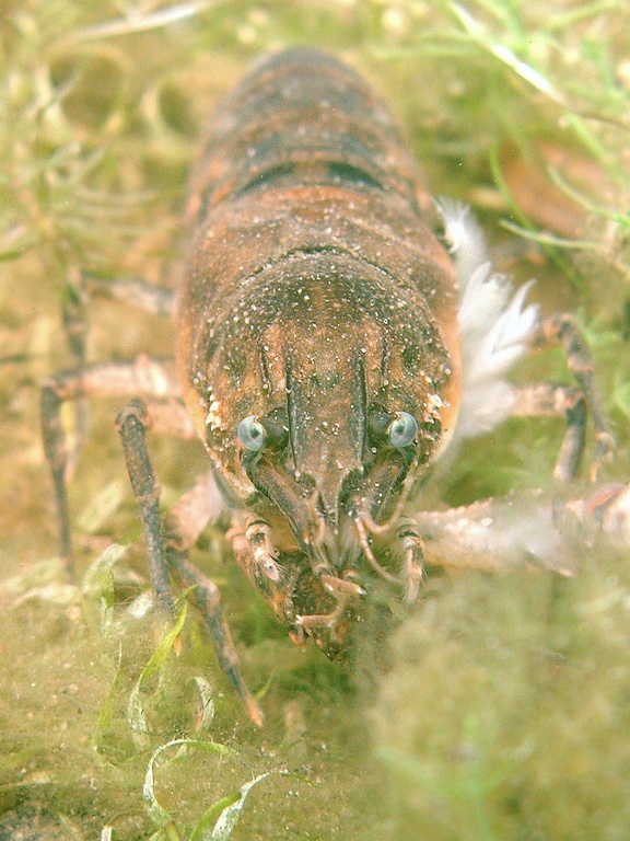 Amerikanischer Flußkrebs