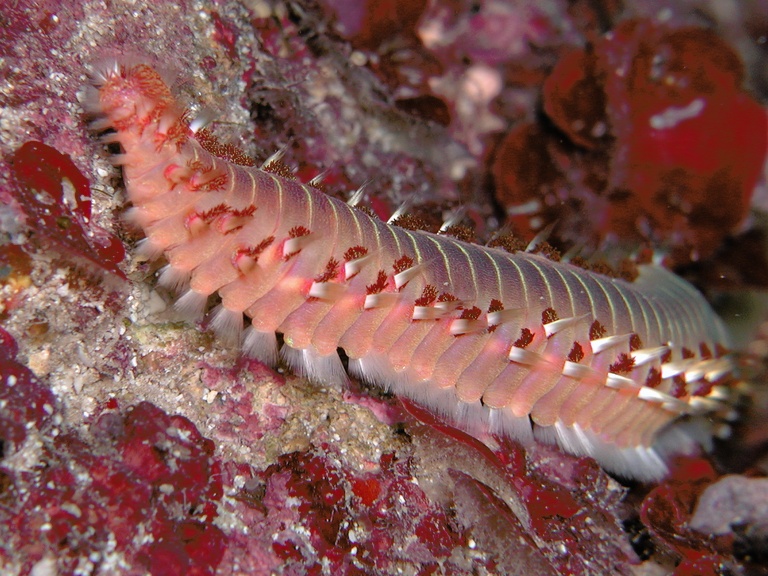 Die andere Seite des Feuerwurms