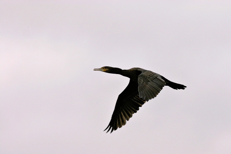 Kormoran im Flug