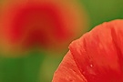 Mohn