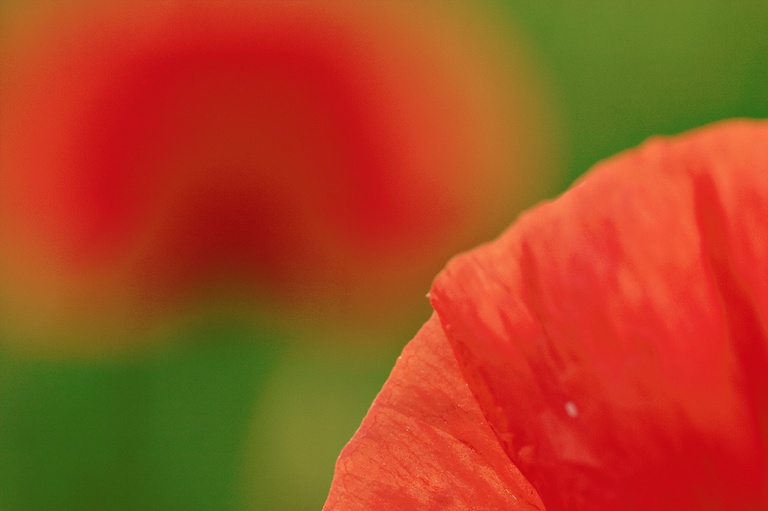 Mohn