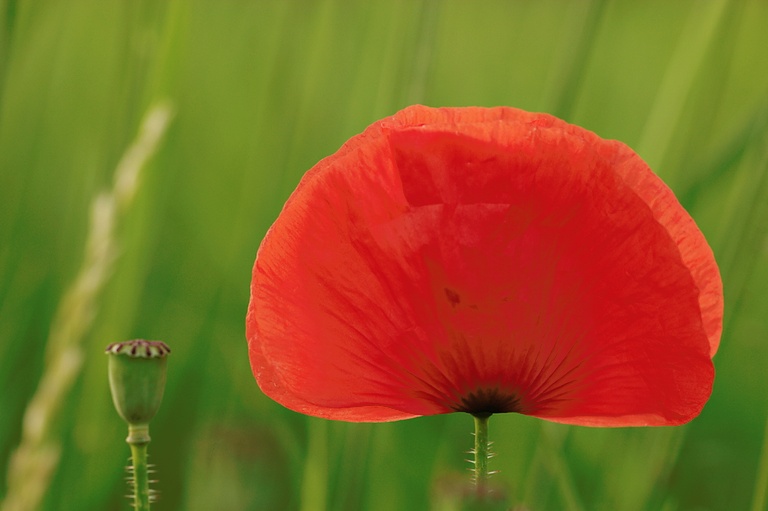 Mohn