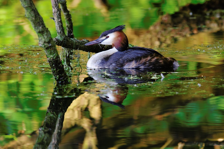 Haubentaucher im Abendlicht