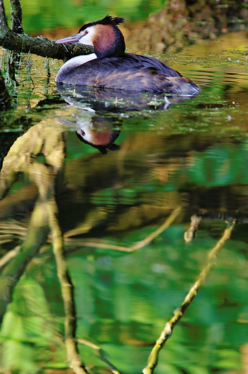 Haubentaucher im Abendlicht